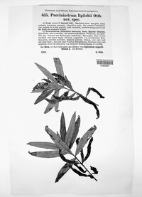Pucciniastrum epilobii image